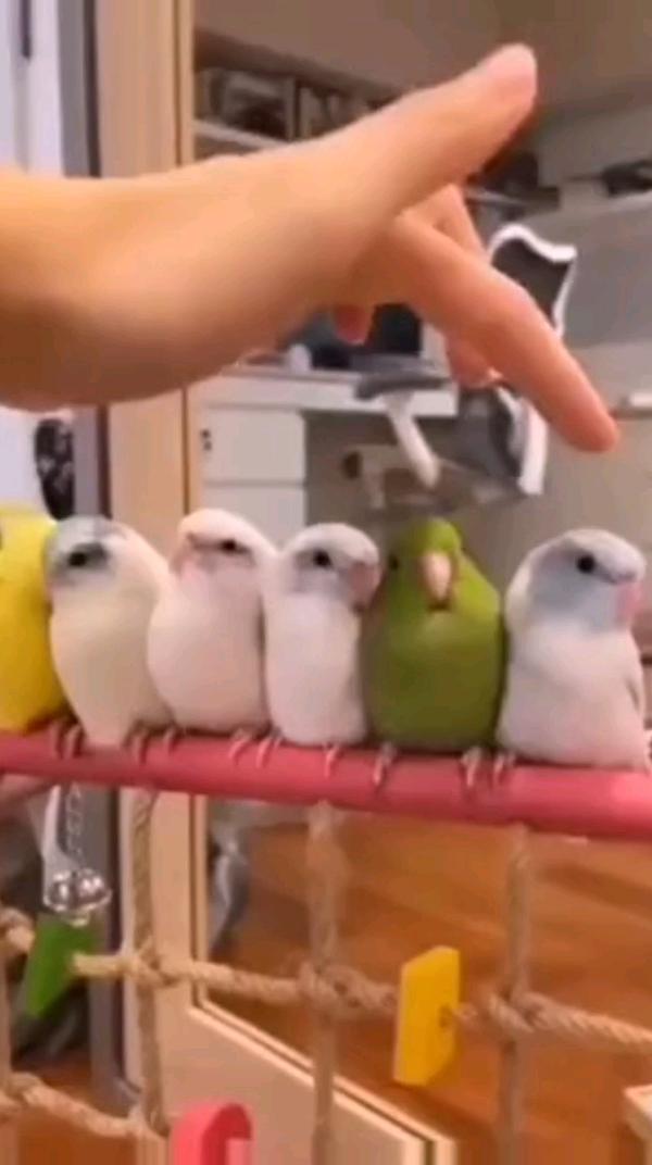 Попугаи #попугай #parrot
