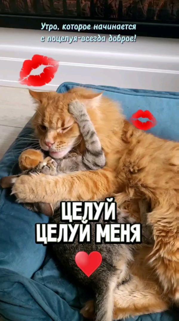 Любите целоваться? #котики #любовь