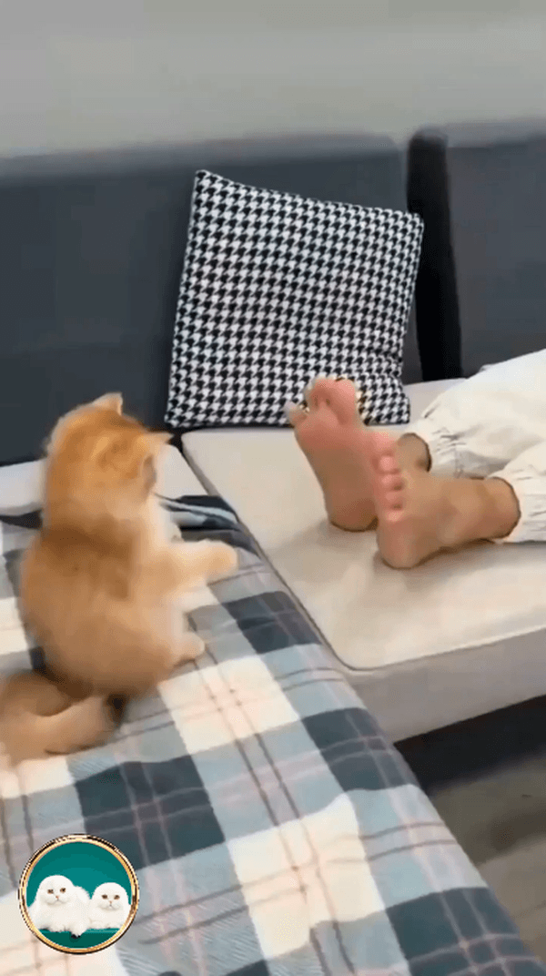 Играем ножками с котенком