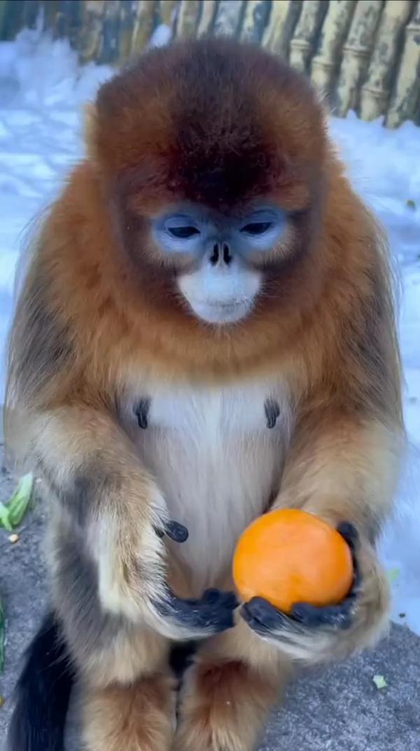 Милая обезьянка ест апельсин
#животные #обезьяна #ест #апельсин #обезьянка #природа