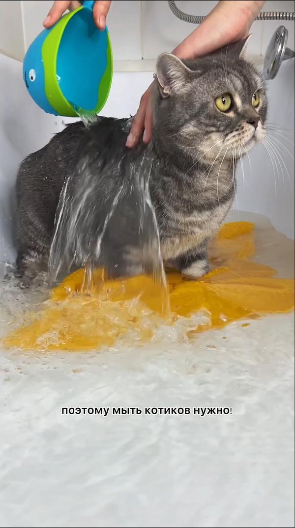 А вы купаете своего котика? #котики