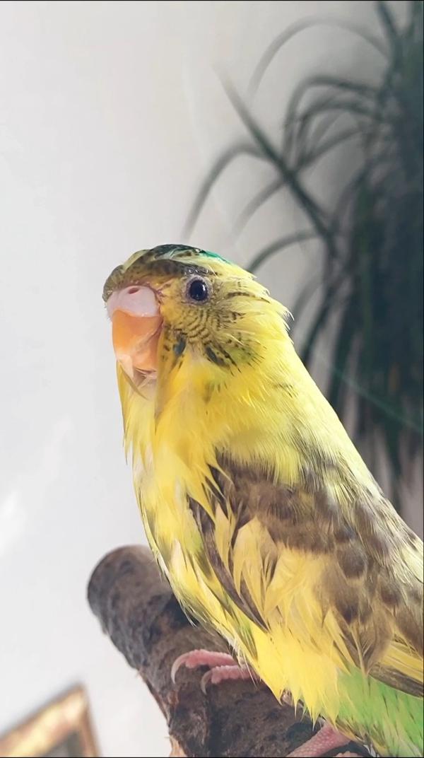 Купание желтого попугая 🍋
#лимон #волнистик #волнистыйпопугай #волнистыепопугаи #попугаи #купание #купаниепопугая #попугай #хабаровск #питомец #попик