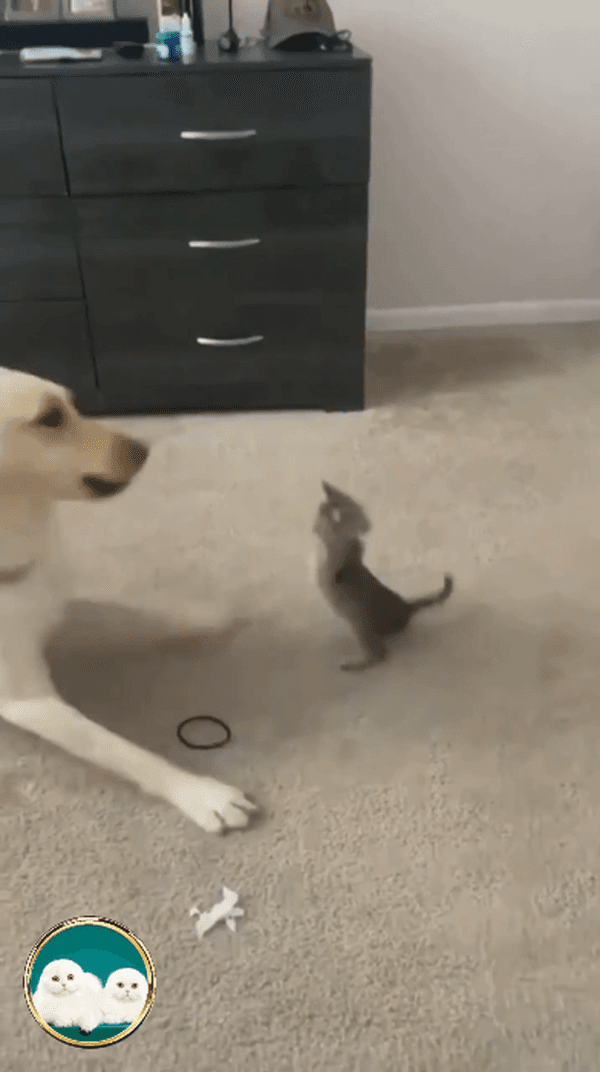 Собака играет с котенком