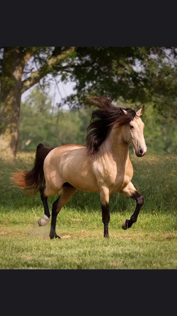 видео открытка музыкальная с лошадьми#животные#милые#