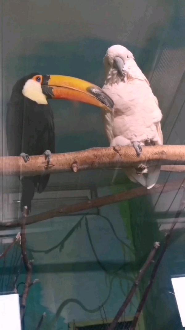 попугайки #попугаи #птицы