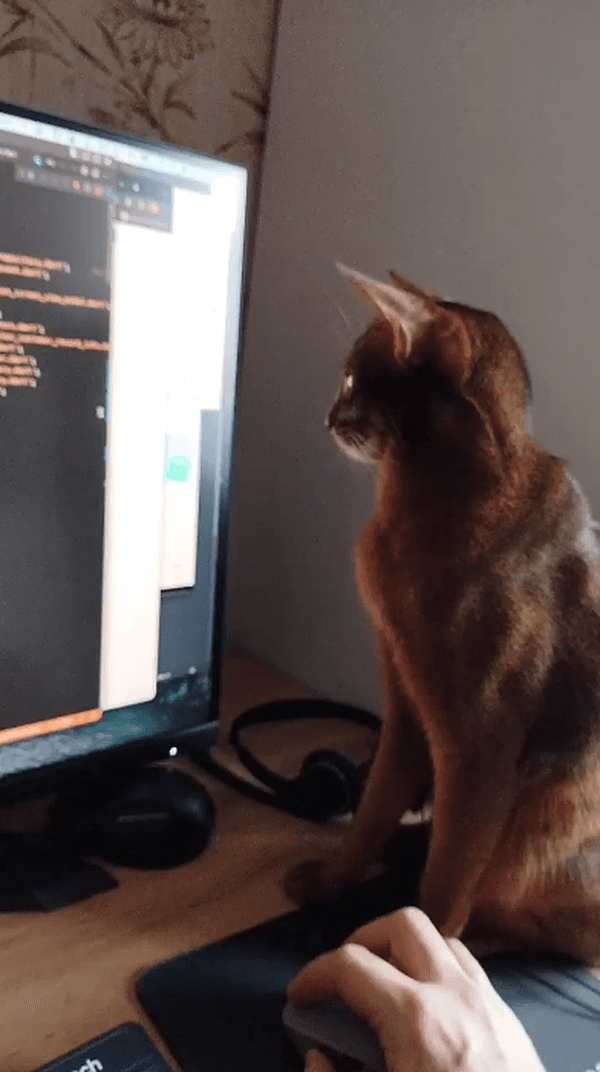 #кот #код #работа #программирование