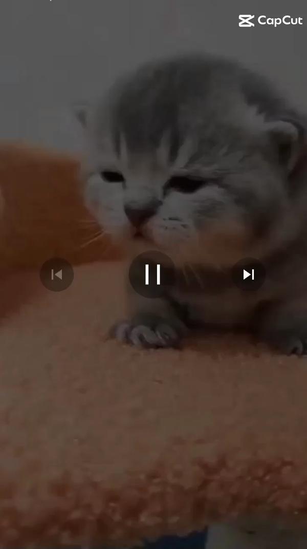 клип про котят