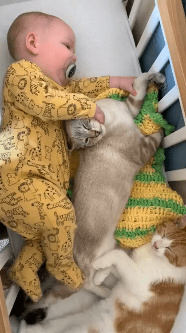 Ребенок с котами