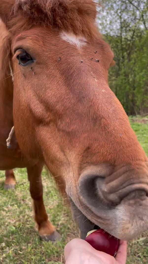 #конь #лошади #лошадь #люблюлошадей #лошадки #животные #яблоко