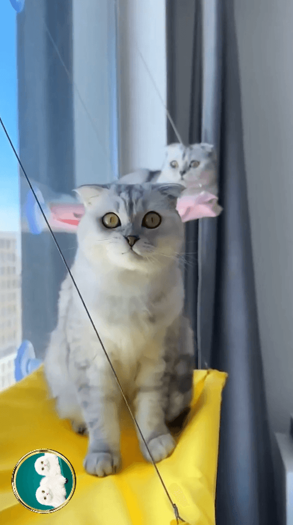 Балкончики для котов