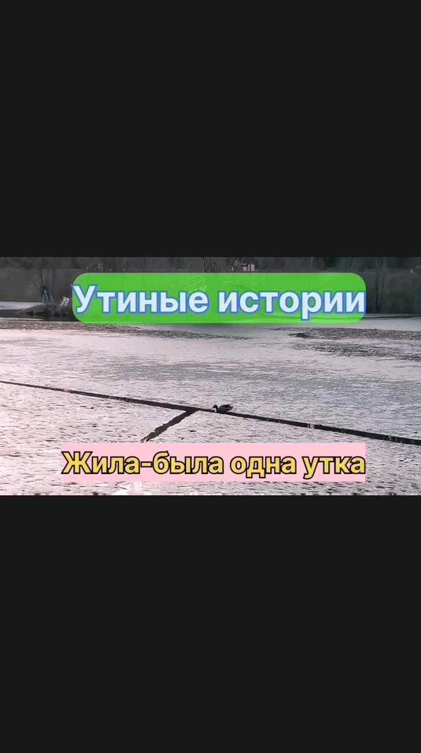 #любовь#утки#весна#видео
