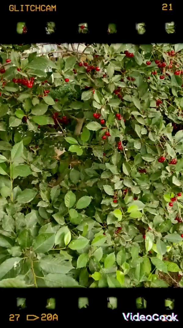 Поспела вишня в саду #fergana #вишня #сад