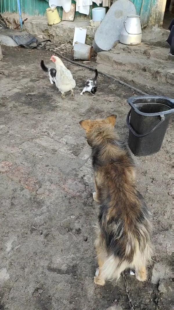 Пёс с кошками