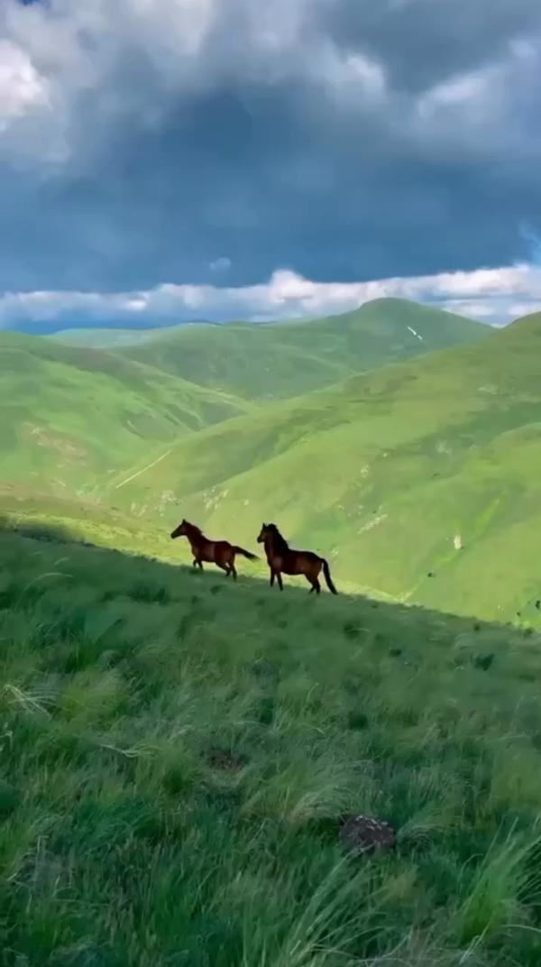 #Природа В горах 
#вгорах #кони