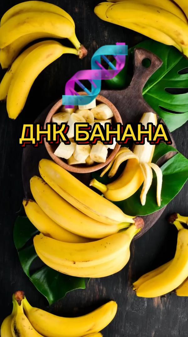 Ты почти банан😜🍌 #бананы #днк #узнаювyappy #юмор #интересно #интересное #научныефакты #ябанан