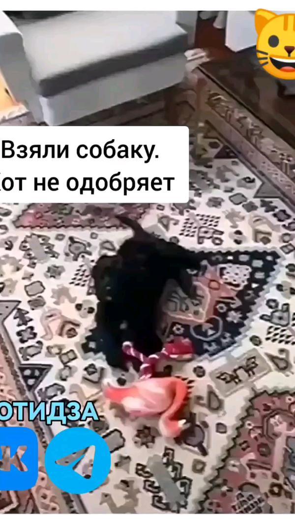 #марафонконтента #злойкот #коты #прикол