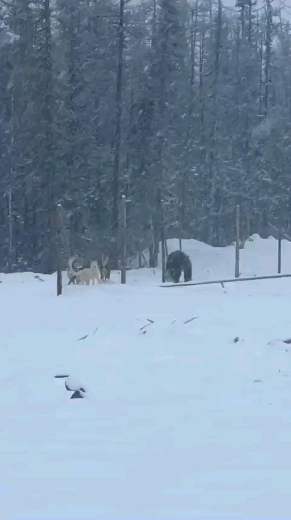 медведь напал в якутии #медведи #якутия