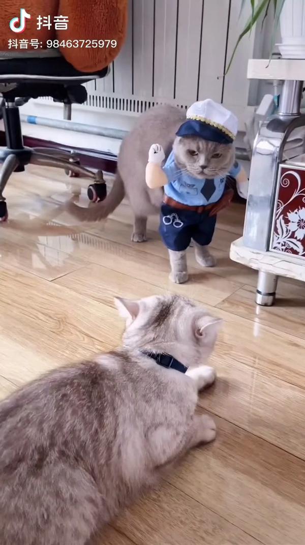 Смешная одежда для котов, забавные костюмы для кошек

https://2my.site/3WuCsvK