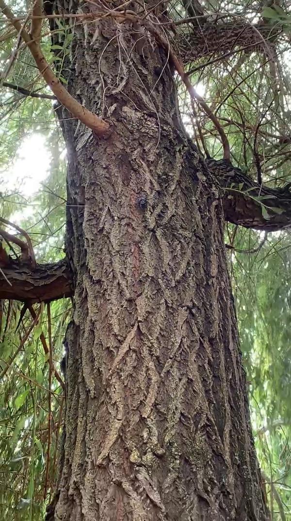 Огромный жук на огромном дереве.
#жуколень  #жук #природа
