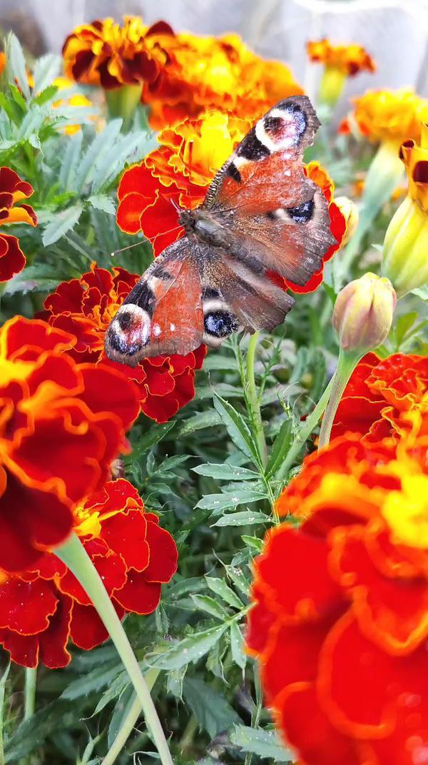 #бабочка #красиво ##цветы что с бабочкой? #природа