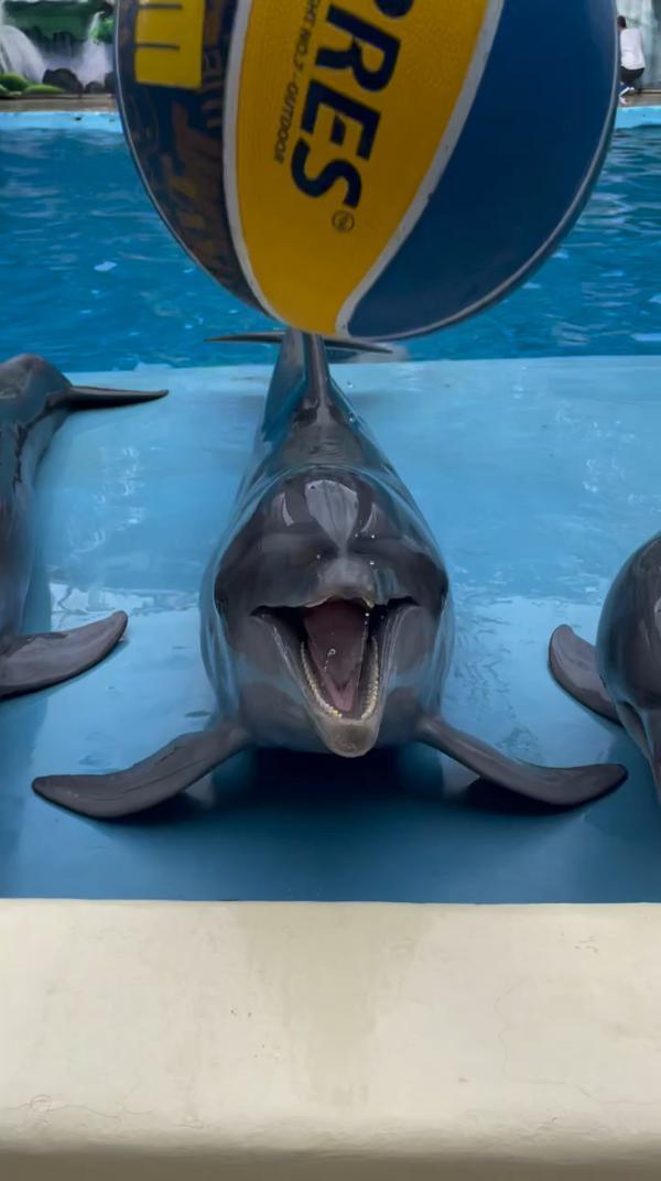 А ваши питомцы любят играть с мячами?🏀🐬
#dolphins #dolphin #дельфинарий #дельфины #marinemammals #animals #животные