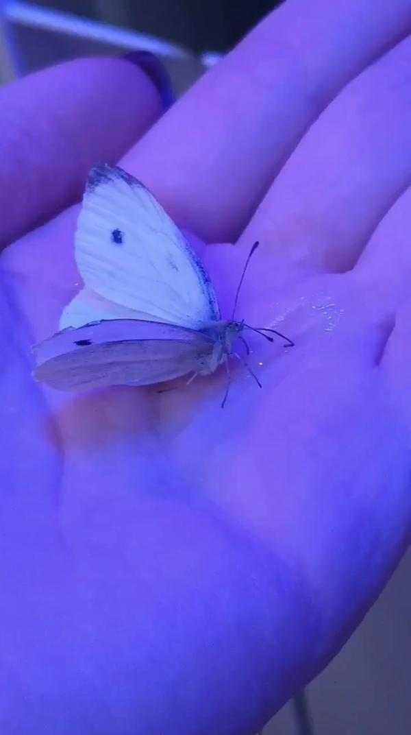кормление бабочки с руки) #бабочкариум #бабочка #домашняябабочка