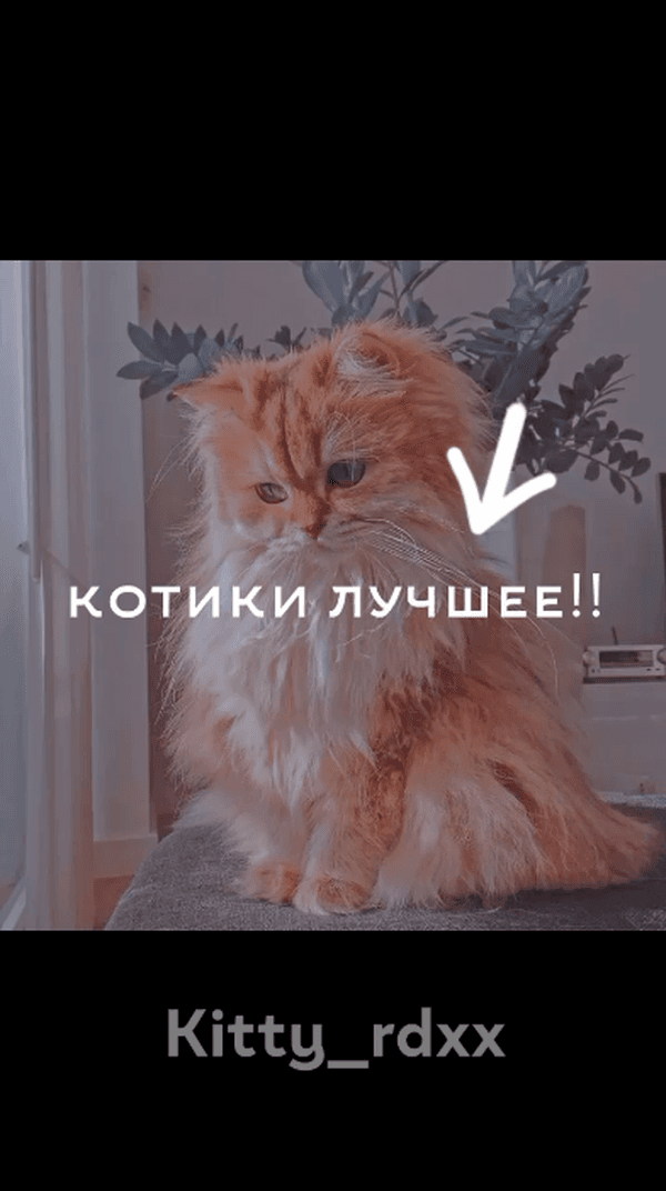 Тутор<3#глобальныерекомендации#котик#kitty_rdxx#тутор#рек