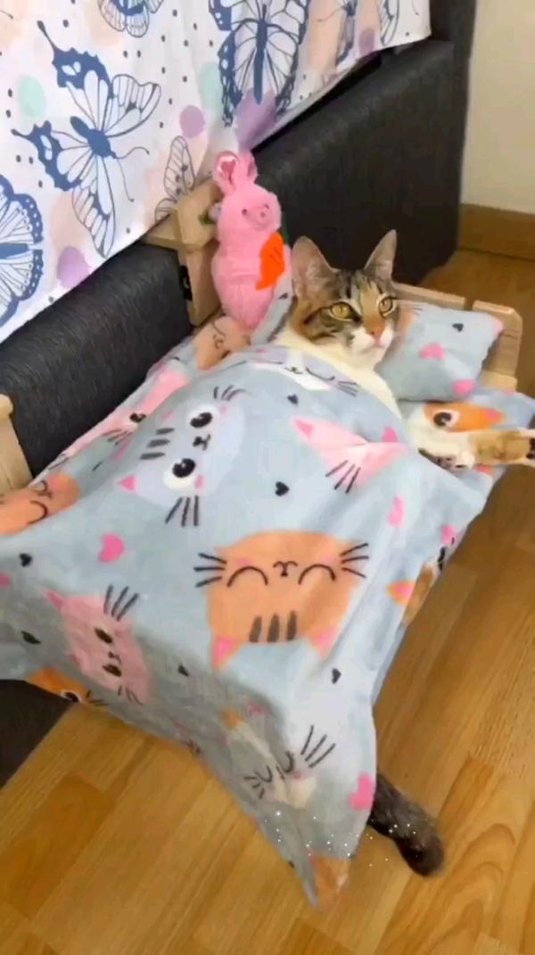 кроватка для котика #котики