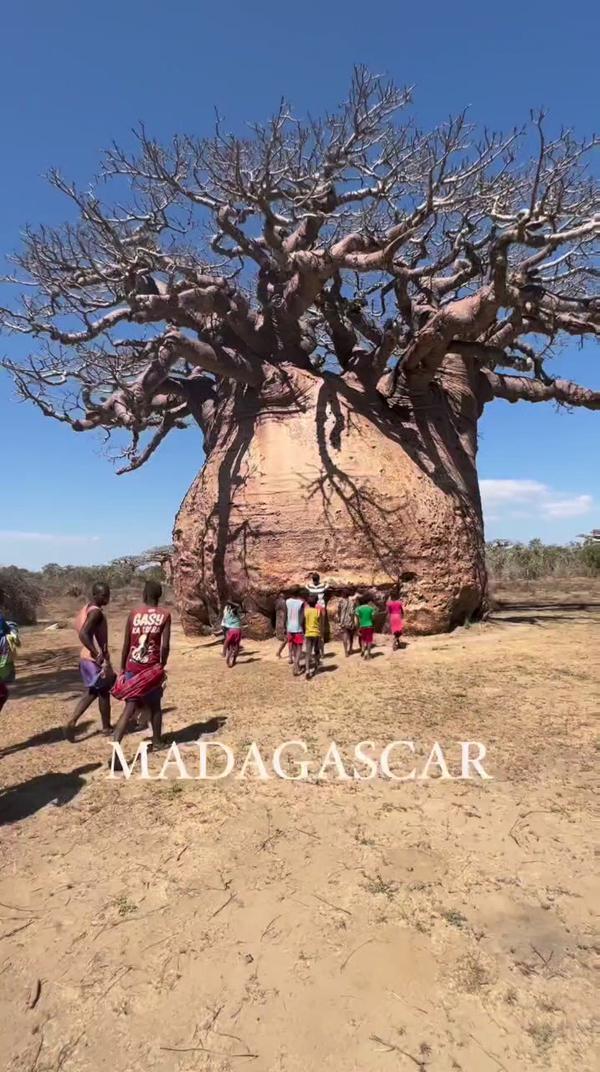 Мадагаскар 🇲🇬 Чужеродные виды южного Мадагаскара.