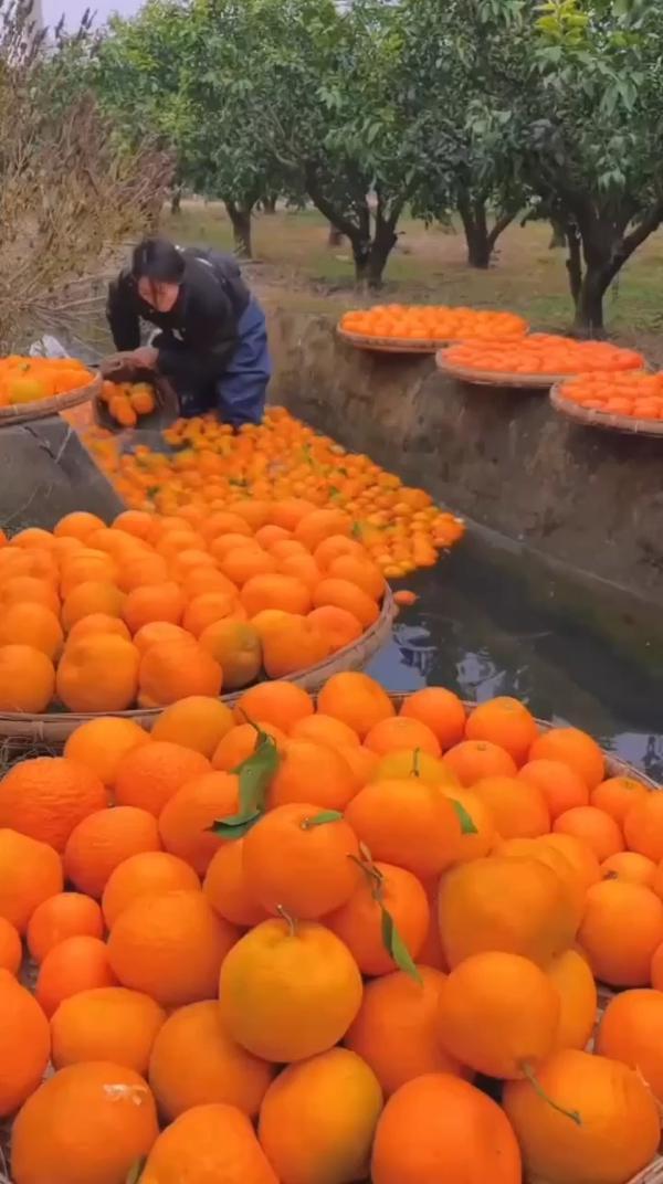 Сбор мандаринов в Китае #Китай #Мандарины