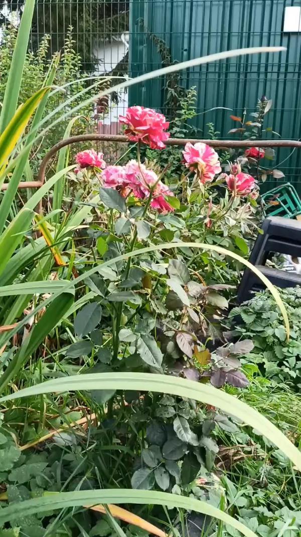 розы в саду 
#росы #сад #любовь #цветы