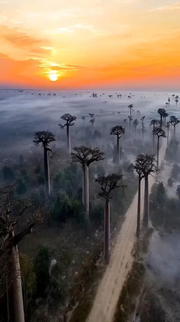 Магическое утро Мадагаскара #мадагаскар #следопыт